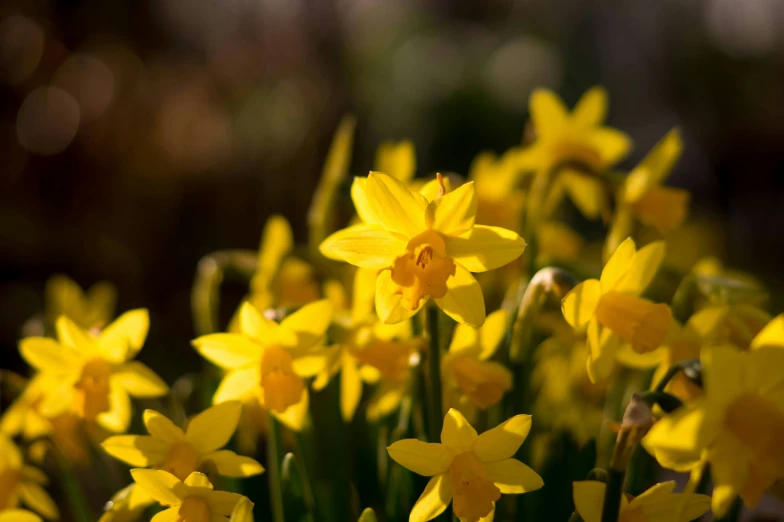 some yellow daffodils are in the sun