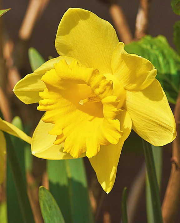 a single yellow flower on top of green stems