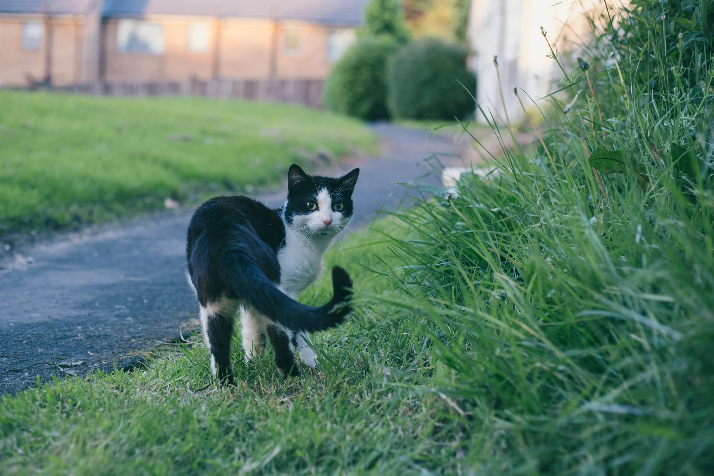 a black and white cat on the side of the road