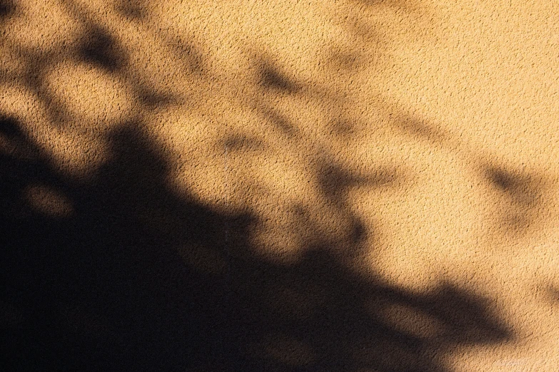 shadow from leaves on sand next to a building