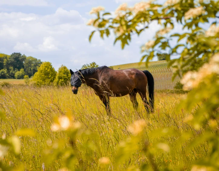 a horse is standing in the middle of a field