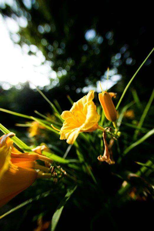 some yellow flowers and grass in the middle of it