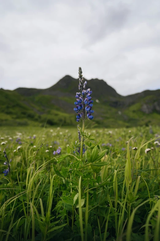 a very tall plant in the middle of a grassy field