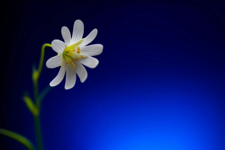 an image of a beautiful white flower with dark background