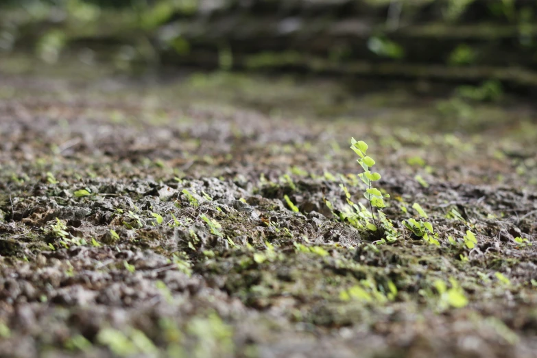 small sprouts of plants in the dirt