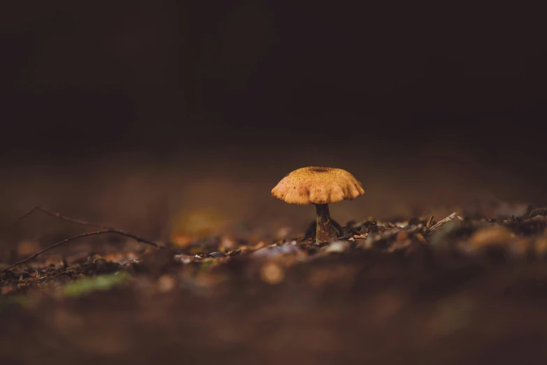 yellow mushrooms on the ground in a forest