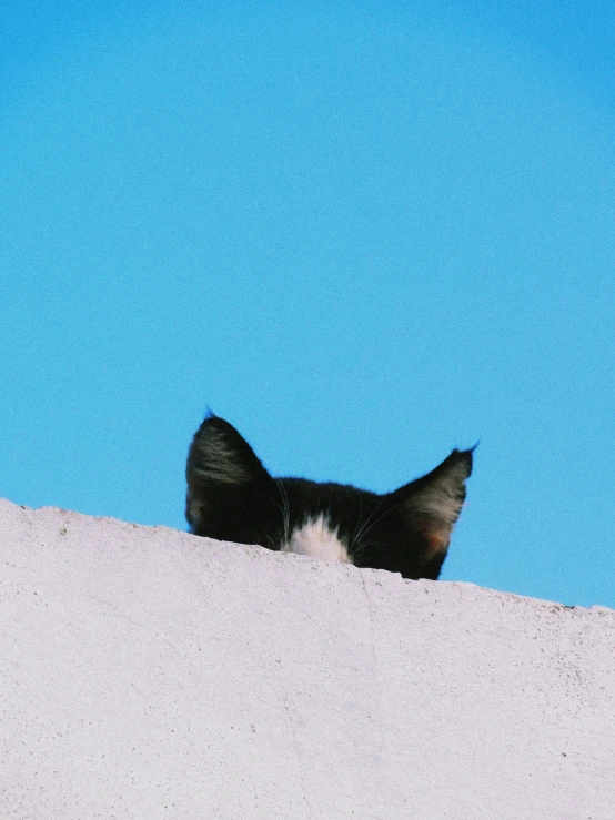 a cat looks out from behind a thin fence