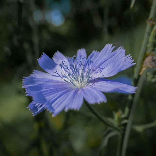 the large blue flower has long petals