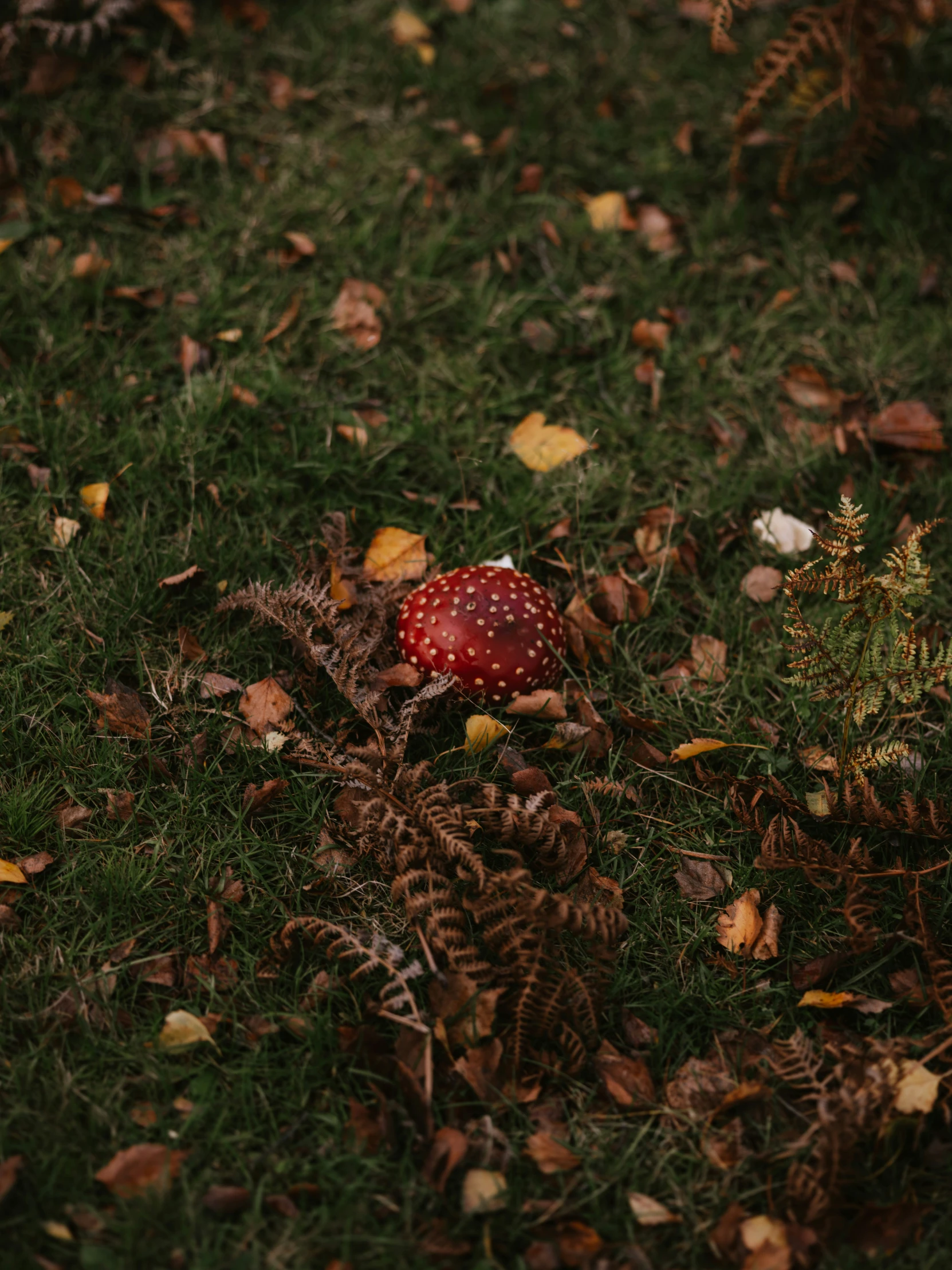 a red and white mushroom sitting in a field