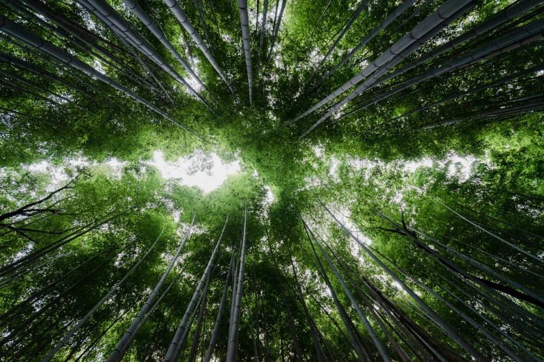 a view up into the canopy of a bamboo tree