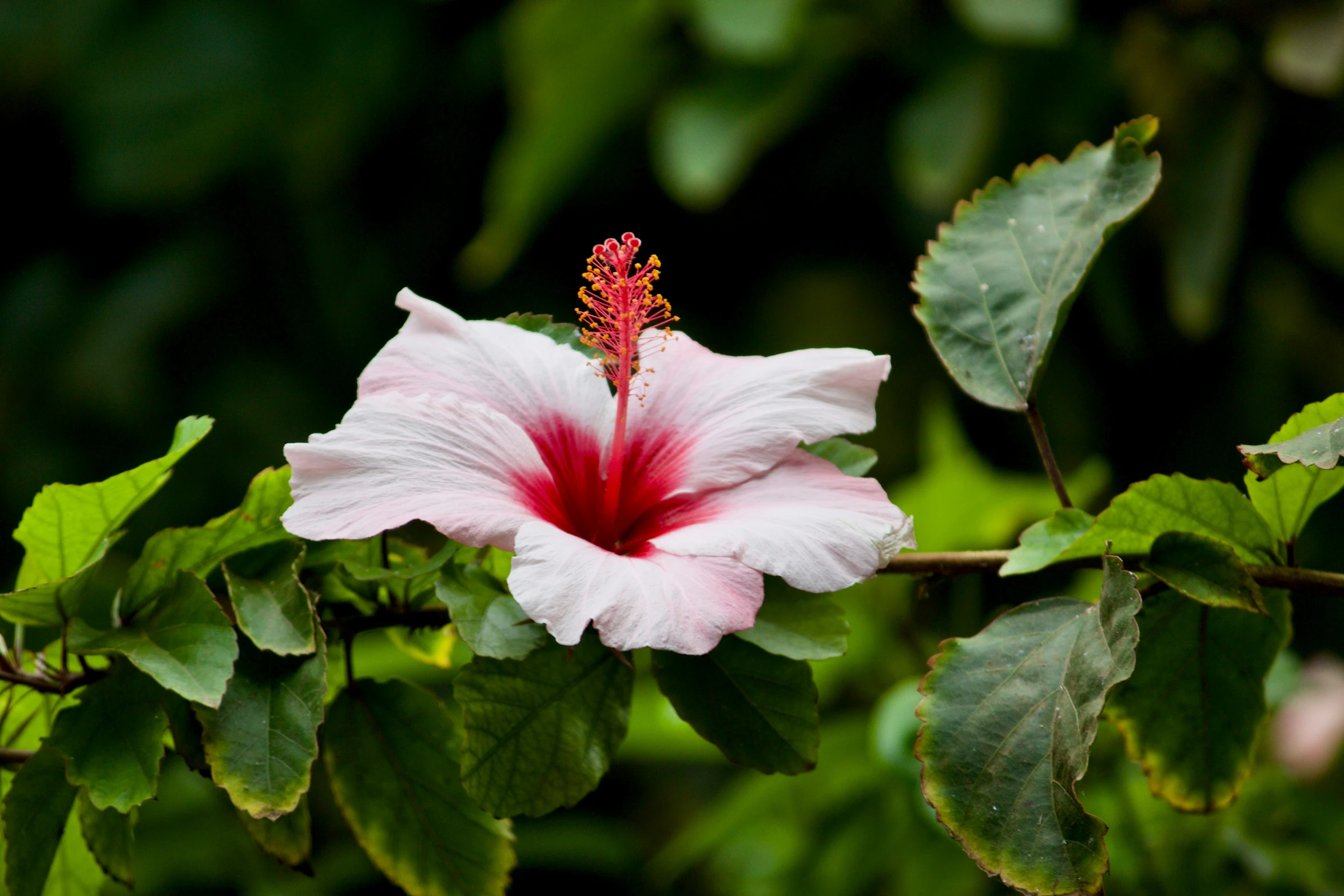 a white and pink flower with green leaves in the background