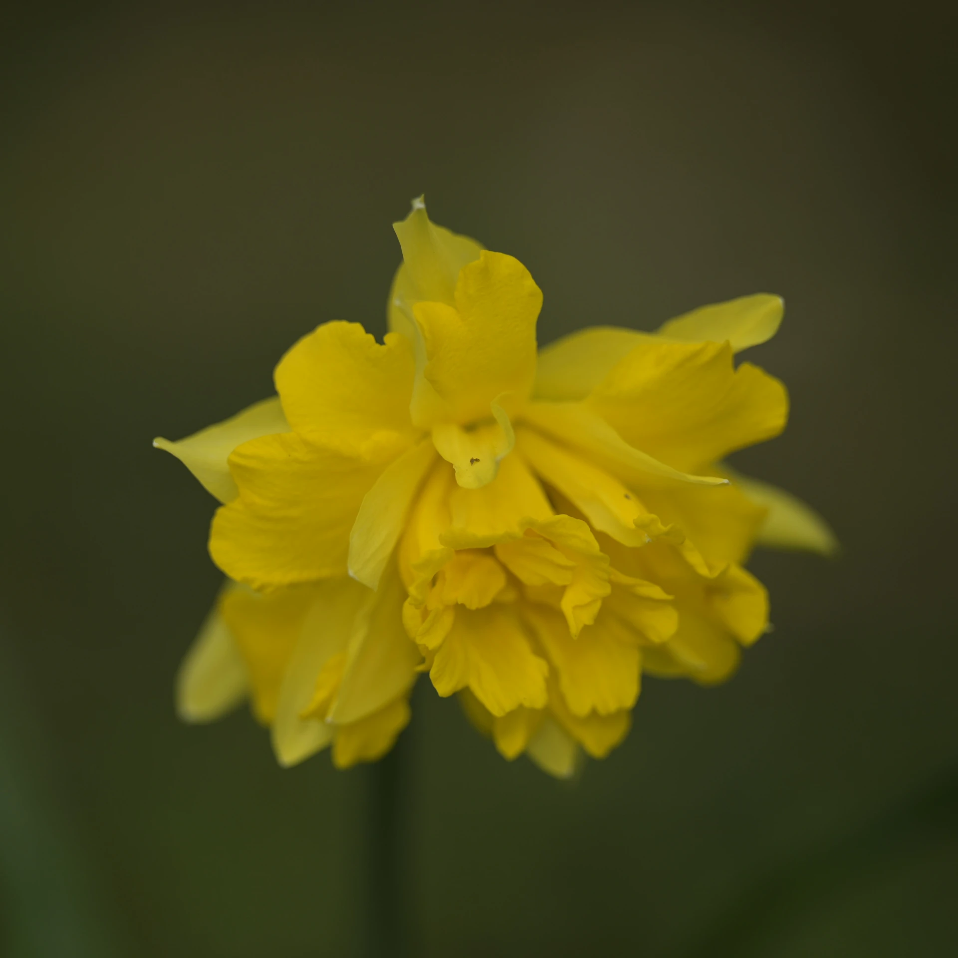 close up of the top side of a yellow flower