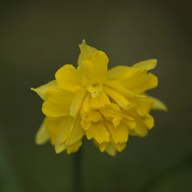 close up of the top side of a yellow flower