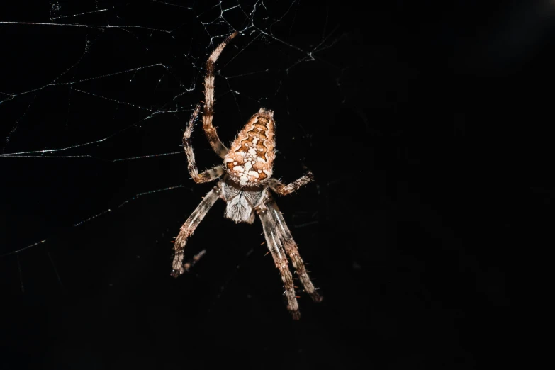 a large brown spider hanging from its web