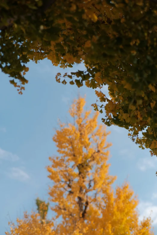 there is a tree that has some autumn leaves