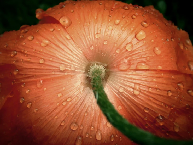 a large orange flower with some water droplets on it