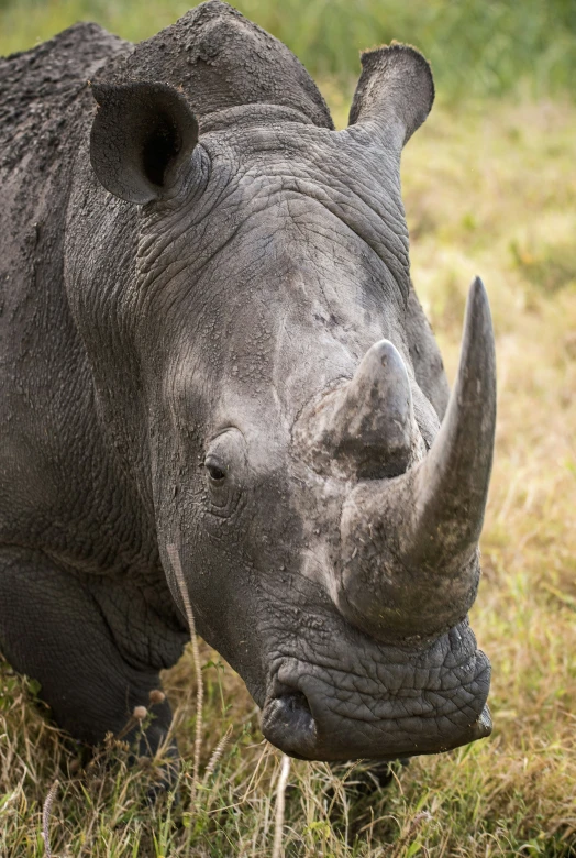 a close up of a rhino near some green grass