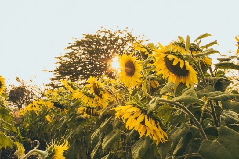 the sun shining on the leaves of a bunch of sunflowers