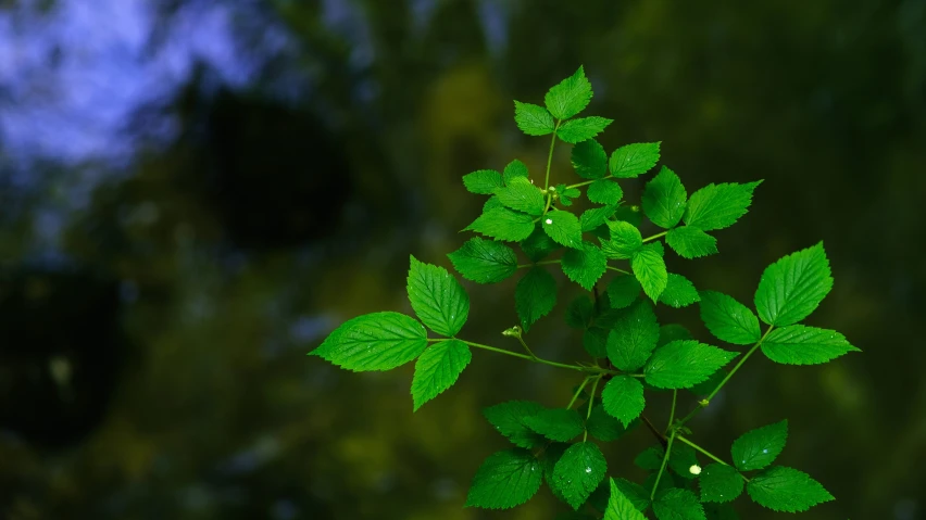 green leaves on a nch over blurred dark background