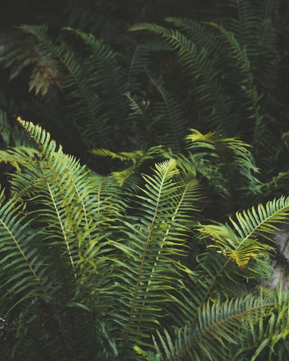 a couple of birds standing on top of lush green trees