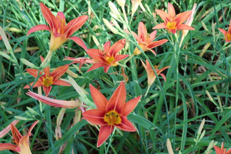 a number of flowers growing out of some grass