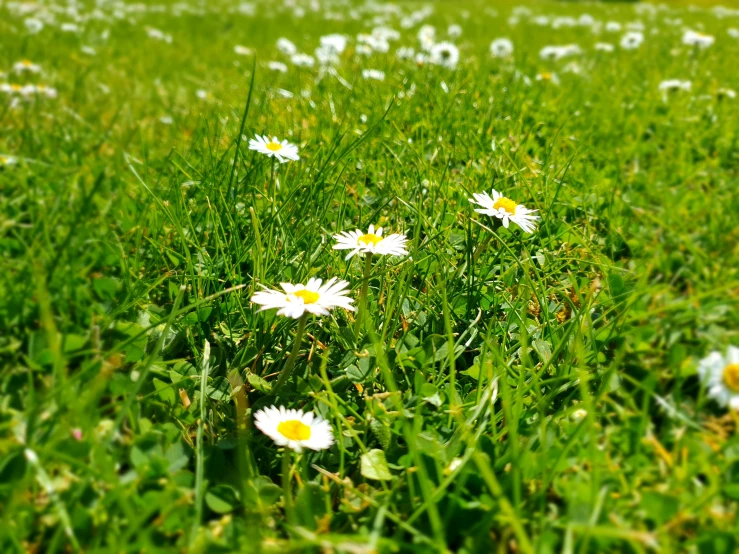 several white daisies grow on some grass
