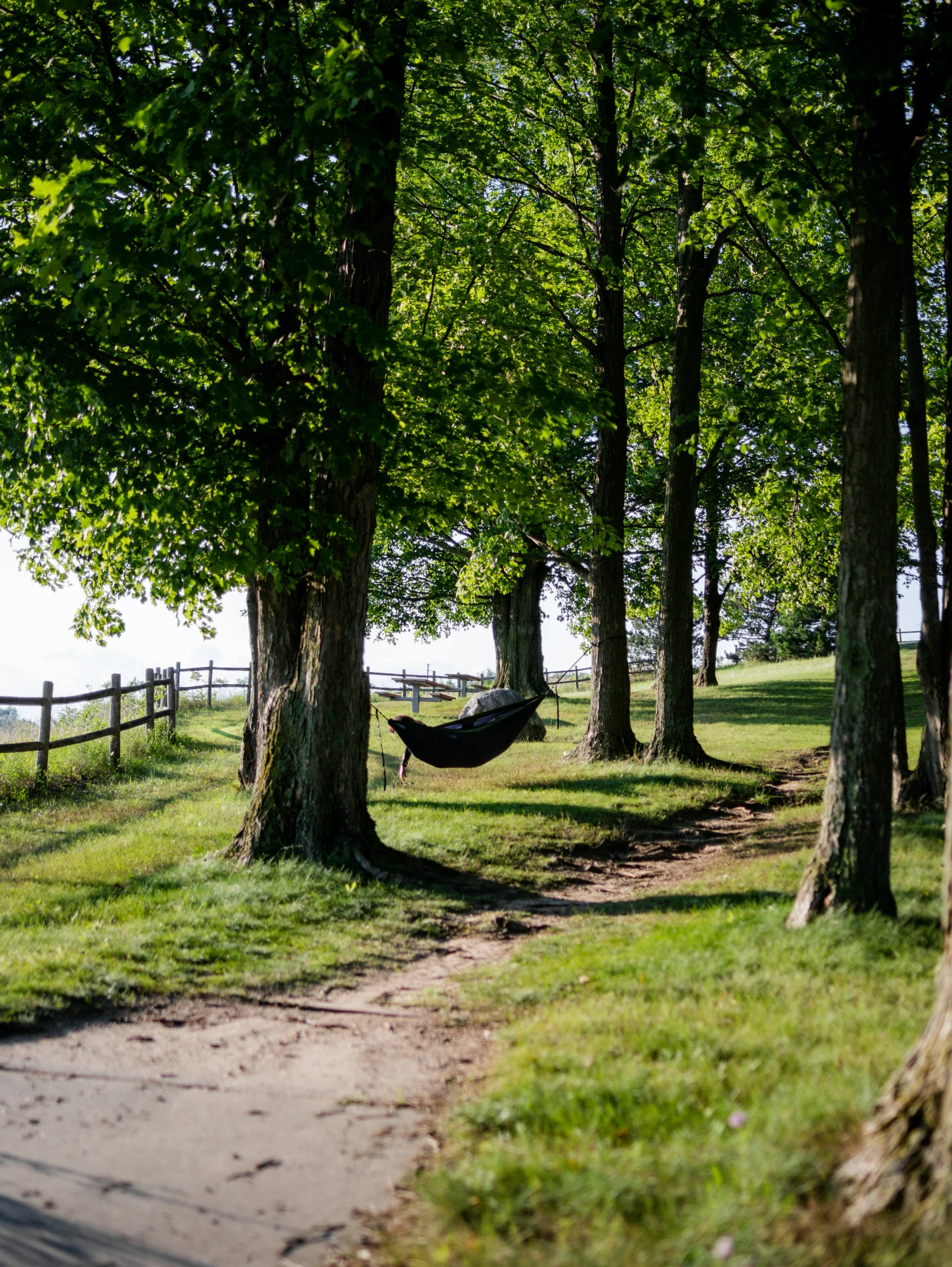 the grass is covering some trees and grass beside a path