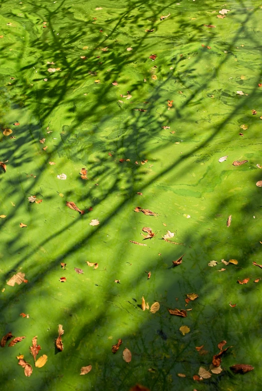 the grass is green, with brown and white leaves on it