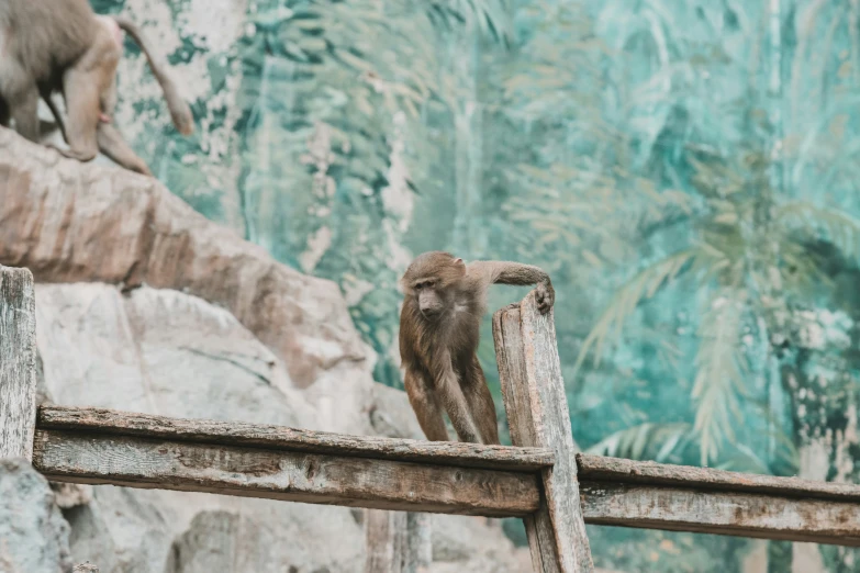 a zoo zoo animal that is looking at soing behind him