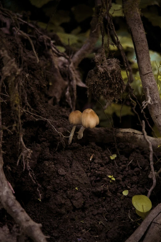 small animal standing on top of dirt near trees