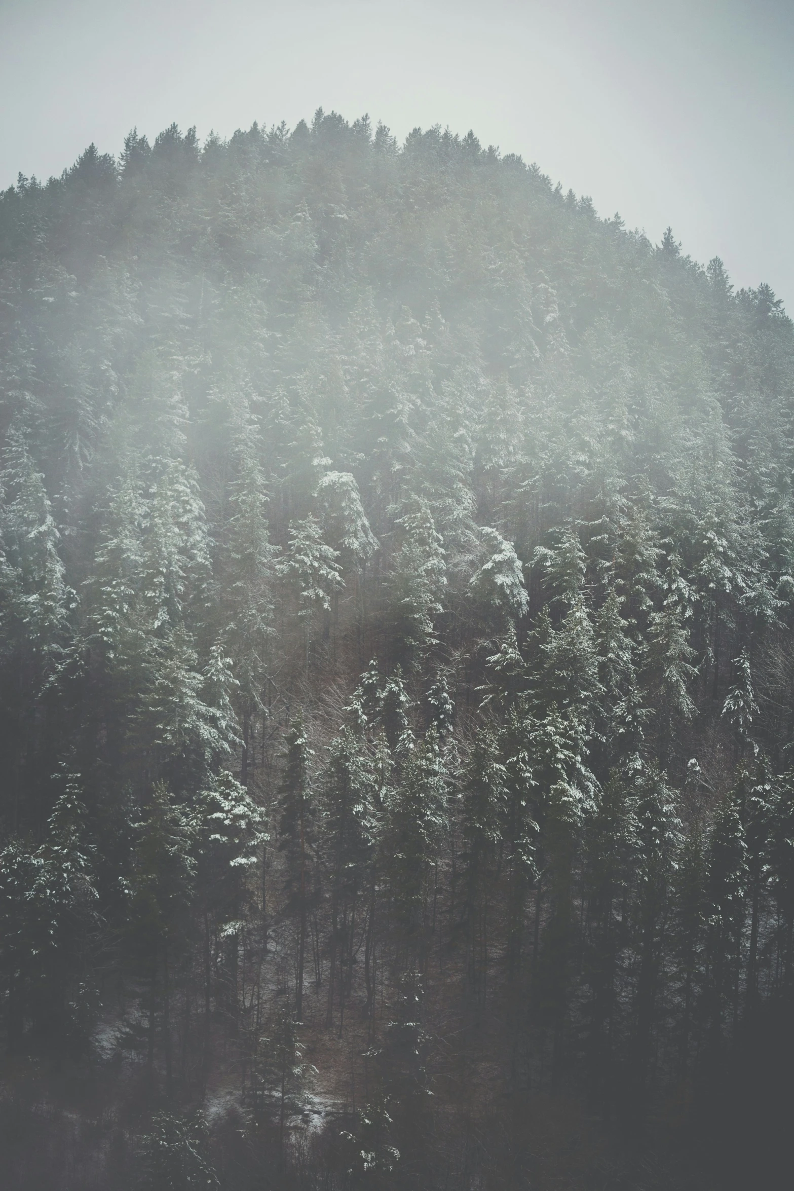 a snowy landscape shows a lot of trees on a hill