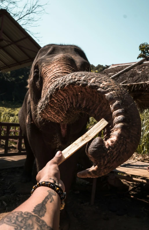 an elephant is being licked with a stick