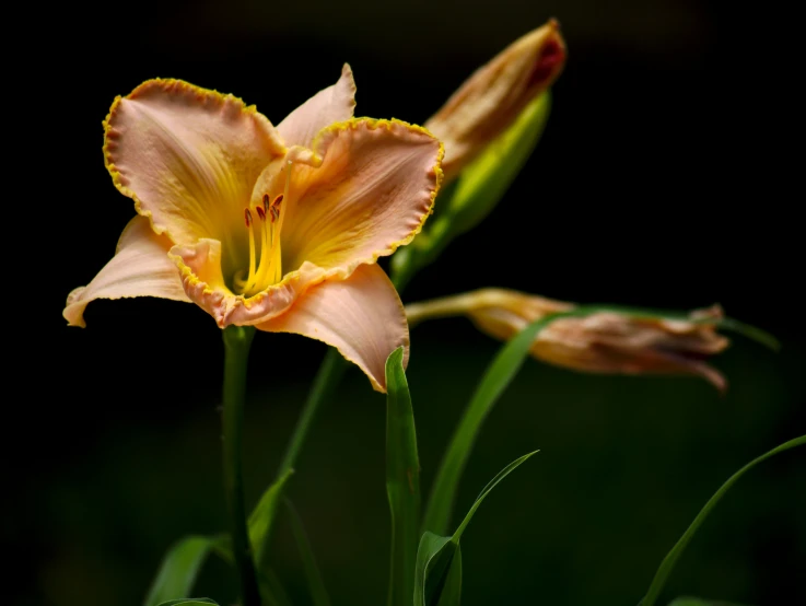 this flower is yellow and has very sharp tips