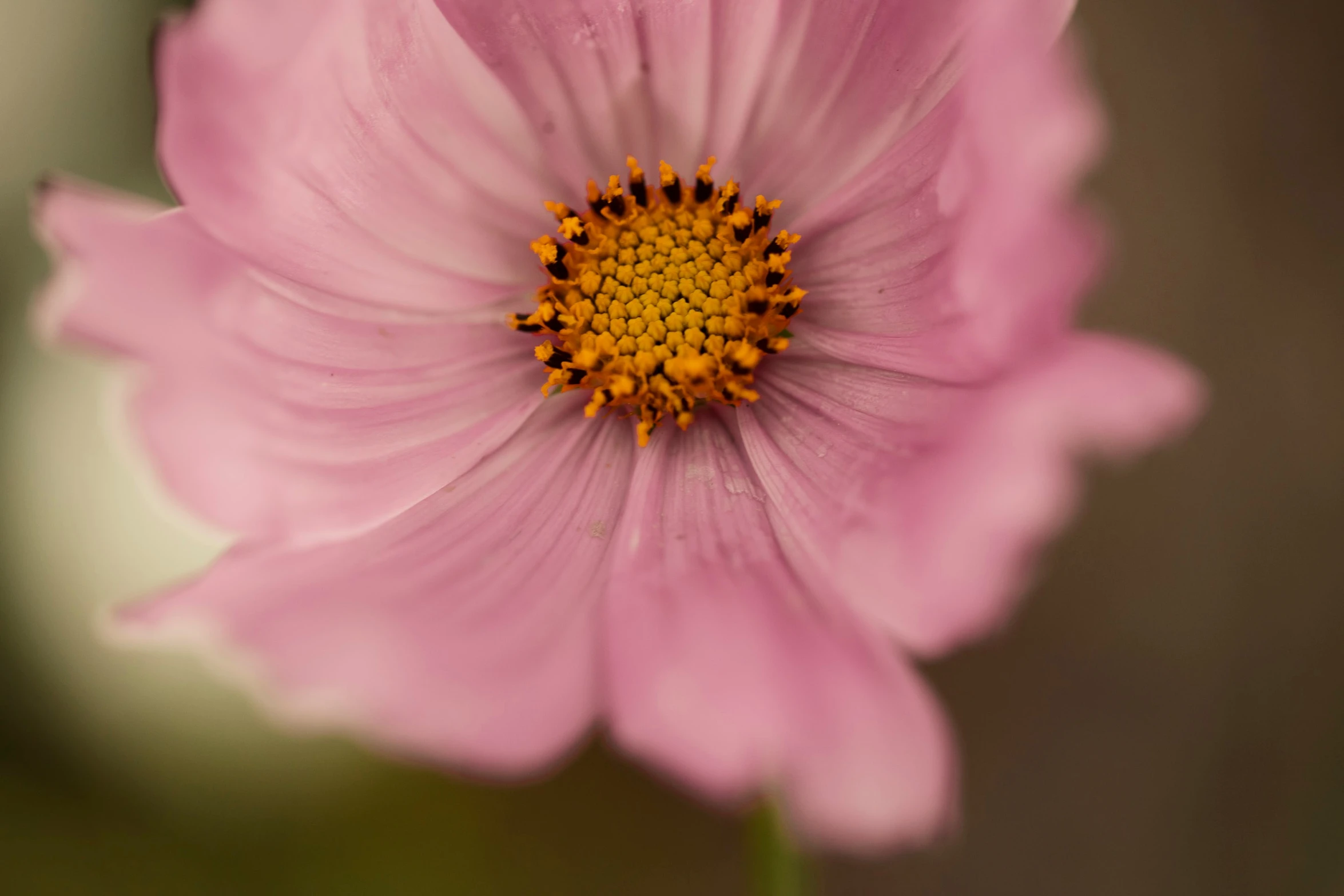 a closeup s of a single pink flower