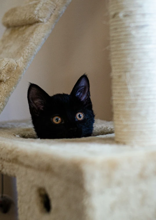 the black cat has big eyes and is peeking out from behind a stack of towels