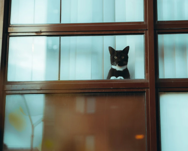 a cat sitting behind a closed window looking out