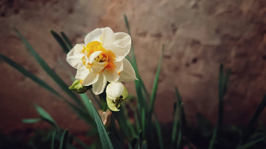 a single white flower with yellow in the center