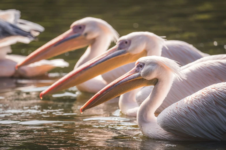 three pelicans sitting together in water with their beaks still open