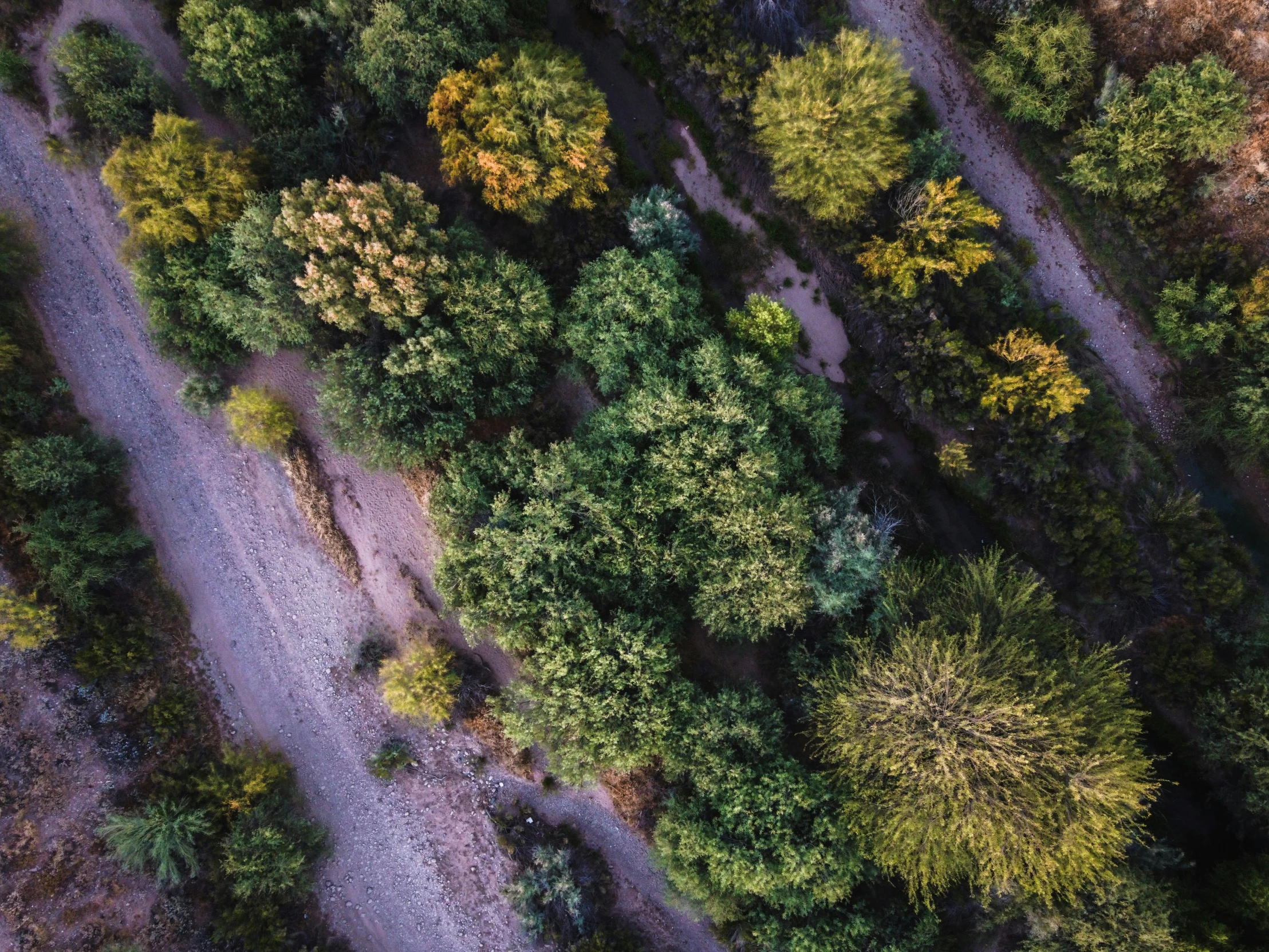 the tops of trees and gravel road are shown