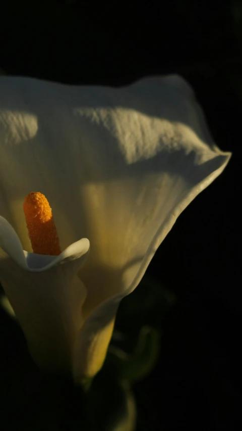 this is an image of a flower with a spot in it