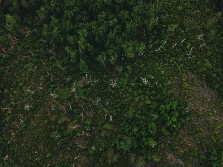 a bird's - eye view of the forest area with sp trees