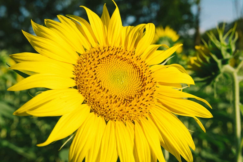 a sunflower has a beautiful yellow center