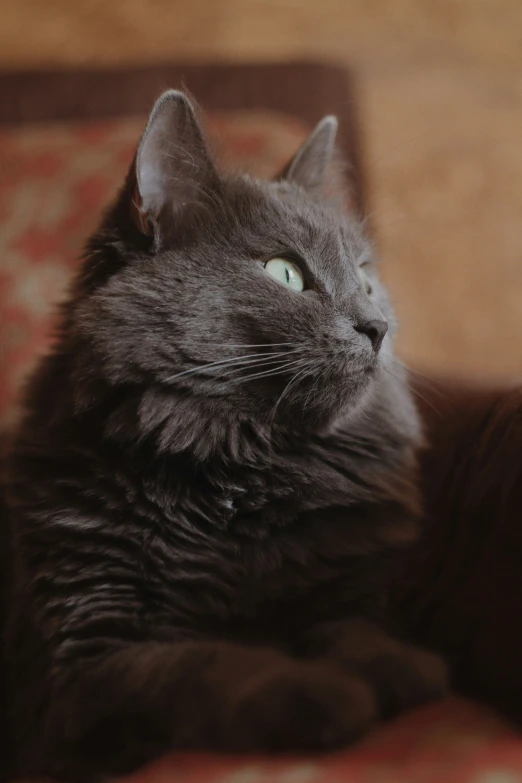 an adorable black cat looks to the left