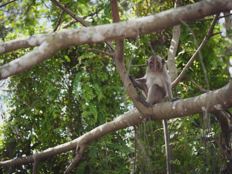 a monkey is sitting in a tree with green leaves