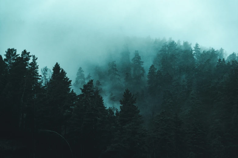 the silhouette of trees against the foggy sky