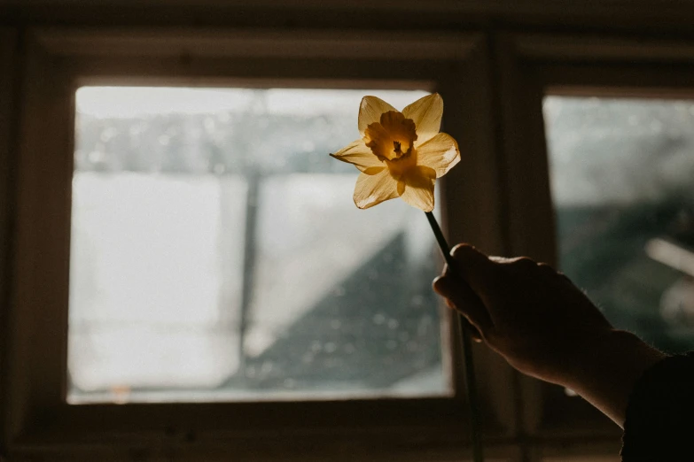 person holding a flower with the background out