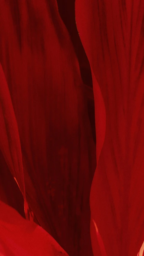 the center of a large red flower