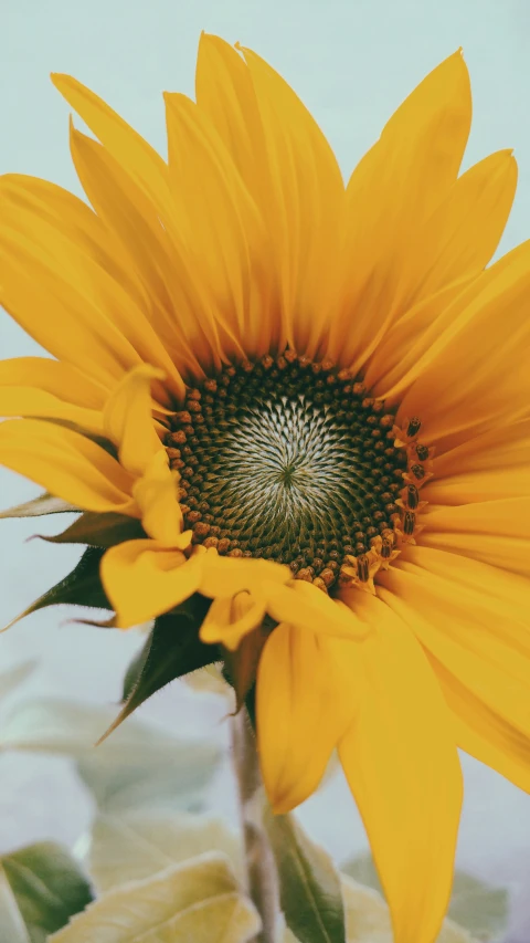 a yellow flower with leaves is shown on the top of a vase