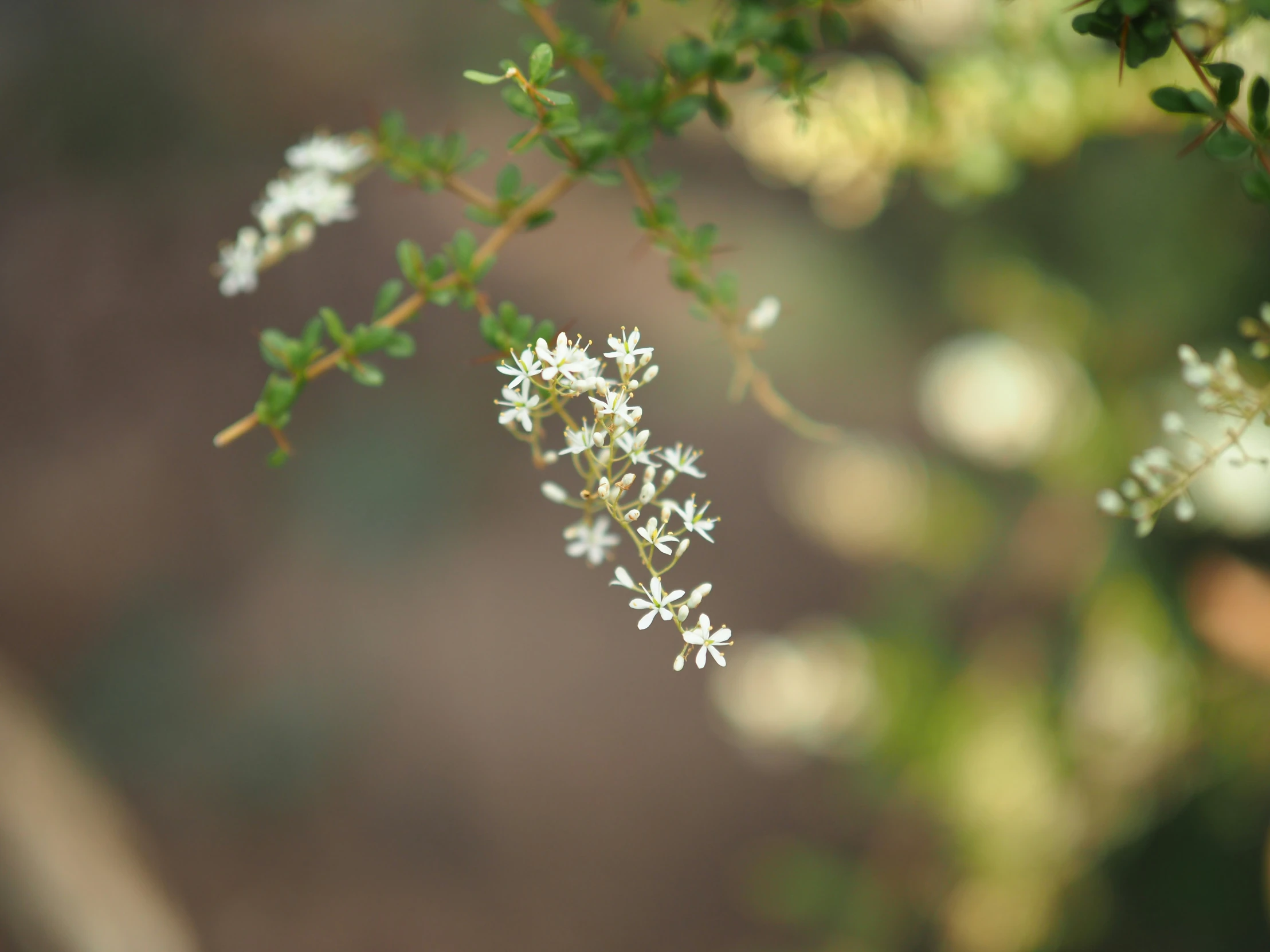 small white flowers sprinkled in small leaves