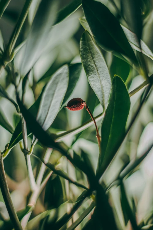 a small round leaf is growing on a tree